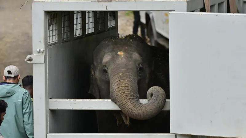 सुप्रीम कोर्ट ने जामनगर के एनिमल रेस्क्यू सेंटर के खिलाफ याचिका खारिज की