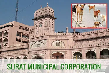 સુરતમાં રખડતા કુતરાની સમસ્યાને રોકવા માટે નગરપાલિકાનો પ્રયાસ, છઠ્ઠા પ્રયાસે મળી સર્વે માટે એજન્સી