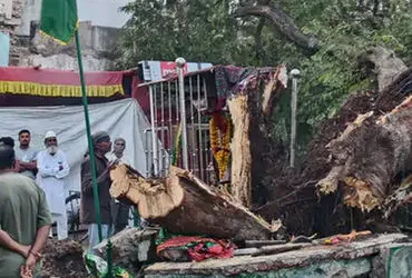 ગોંડલમાં વર્ષો જૂનું પીરની આંબલીનું વિશાળ વૃક્ષ ધરાશાયી, વાહનવ્યવહાર ખોરવાયો