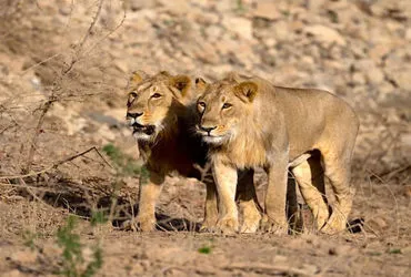 ગીરના સિંહોની નાઈટ શિફ્ટ: ઉનાળામાં બદલાયો દિનચર્યાક્રમ