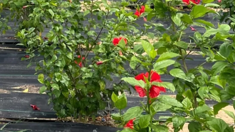 चेंगलपट्टू में बागवानी फार्म ने शुरू की हर्बल चाय 'इधज़' का उत्पादन